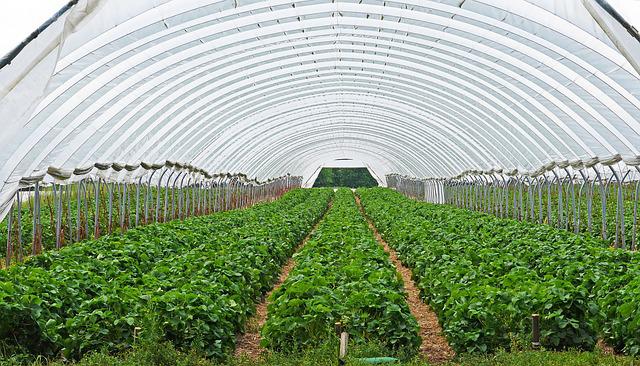 strawberry-field-g3cba14d21_640